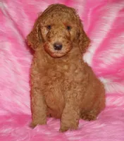SALE red 2, a male Labradoodle for sale in La Habra, CA – Photo 3 of 9