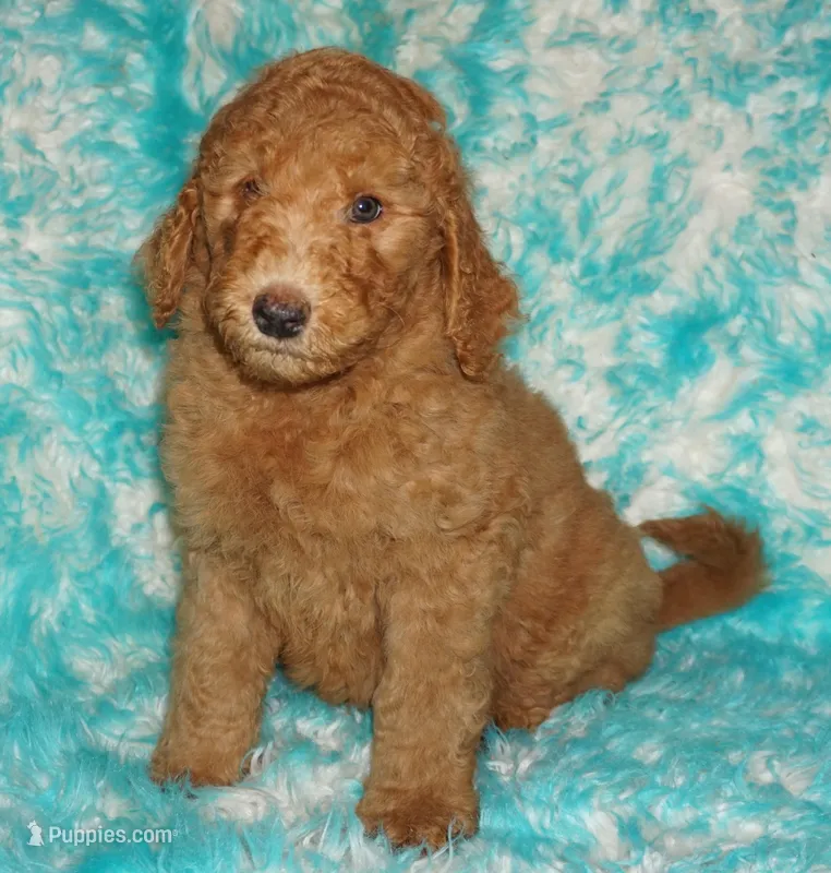 SALE red 2 – Labradoodle puppy for sale in La Habra, CA