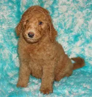 SALE red 2, a male Labradoodle for sale in La Habra, CA – Photo 2 of 9