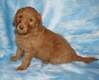 SALE red 2, a male Labradoodle for sale in La Habra, CA – Photo 5 of 9