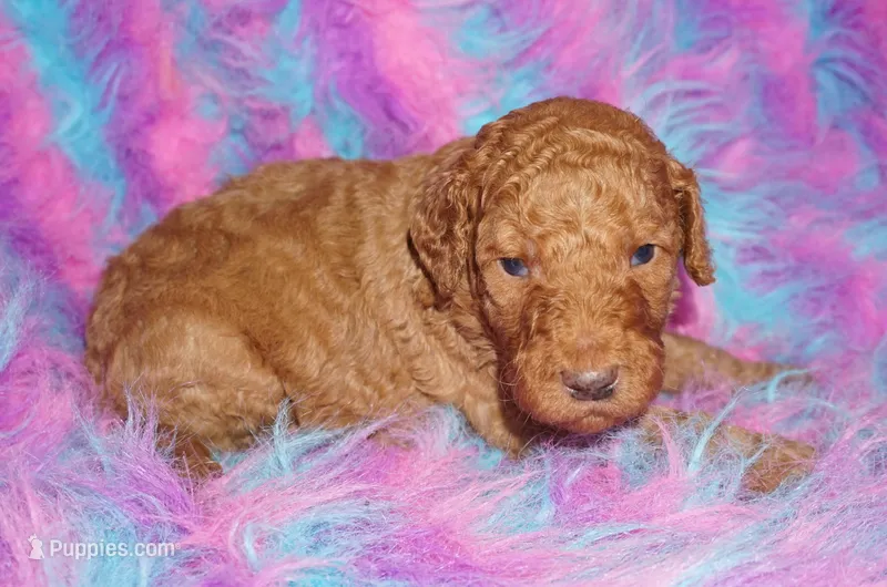 SALE red 2 – Labradoodle puppy for sale in La Habra, CA