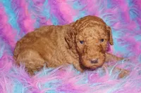 SALE red 2, a male Labradoodle for sale in La Habra, CA – Photo 7 of 9