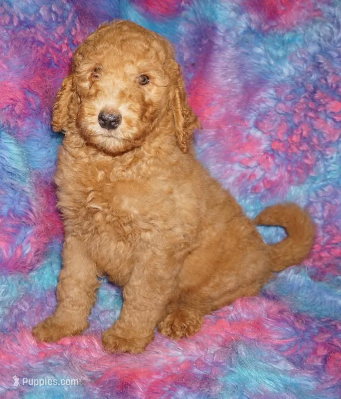 SALE red 2 – Labradoodle puppy for sale in La Habra, CA