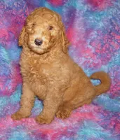 SALE red 2, a male Labradoodle for sale in La Habra, CA – Photo 1 of 9