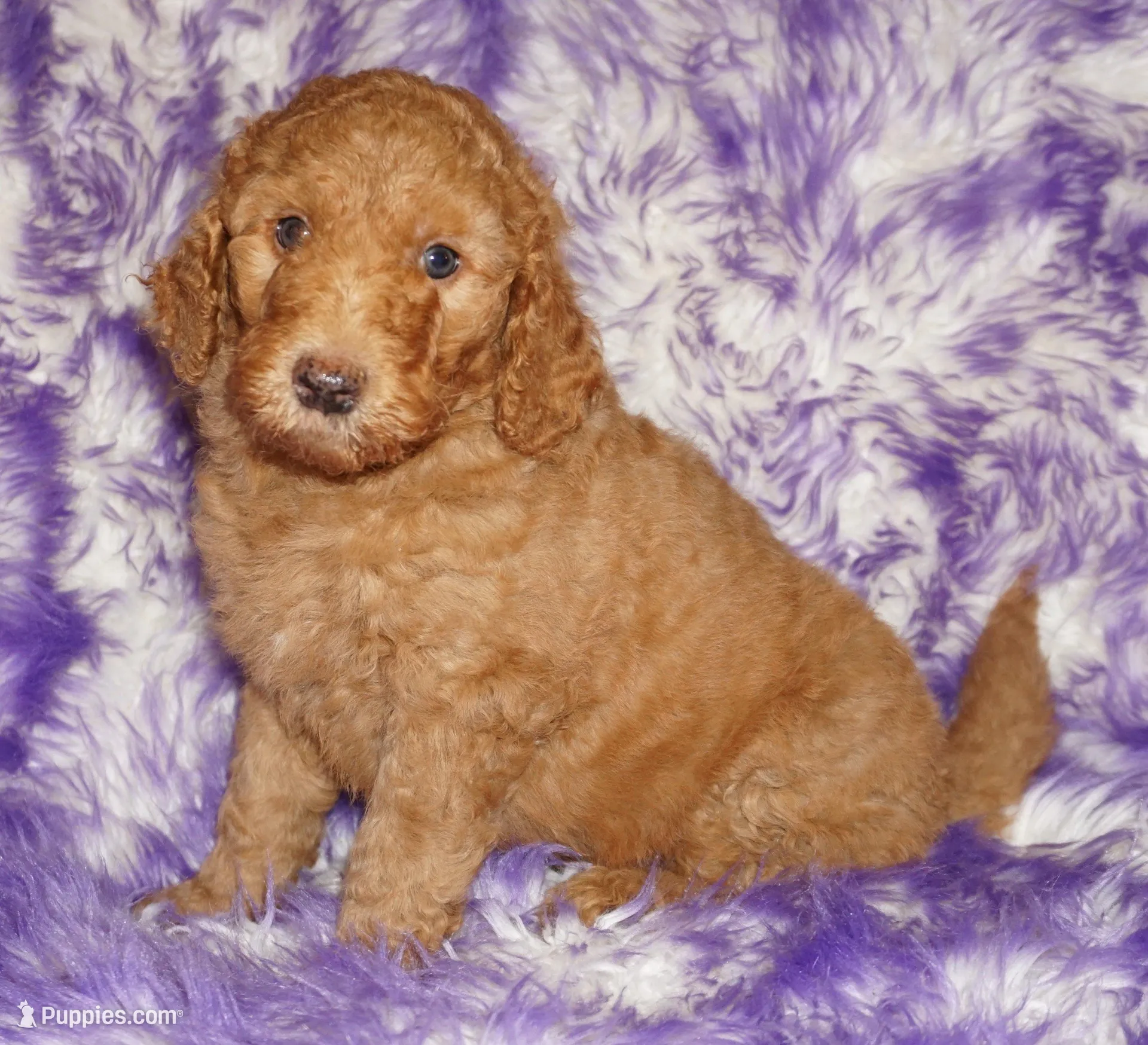 SALE red 2 – Labradoodle puppy for sale in La Habra, CA