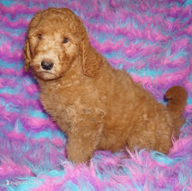 SALE red 2 – Labradoodle puppy for sale in La Habra, CA
