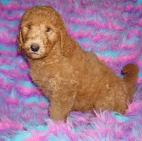 SALE red 2, a male Labradoodle for sale in La Habra, CA – 1 of 10