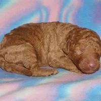 SALE red 2, a male Labradoodle for sale in La Habra, CA – Photo 2 of 2