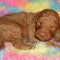 SALE red 2, a male Labradoodle for sale in La Habra, CA – Photo 1 of 2