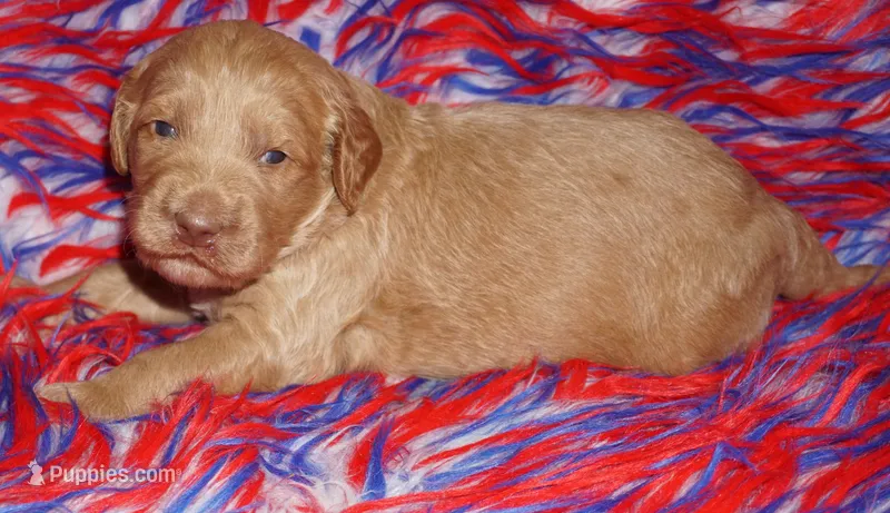 apricot boy – Labradoodle puppy for sale in La Habra, CA