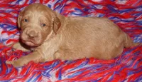 apricot boy, a male Labradoodle for sale in La Habra, CA – 3 of 5