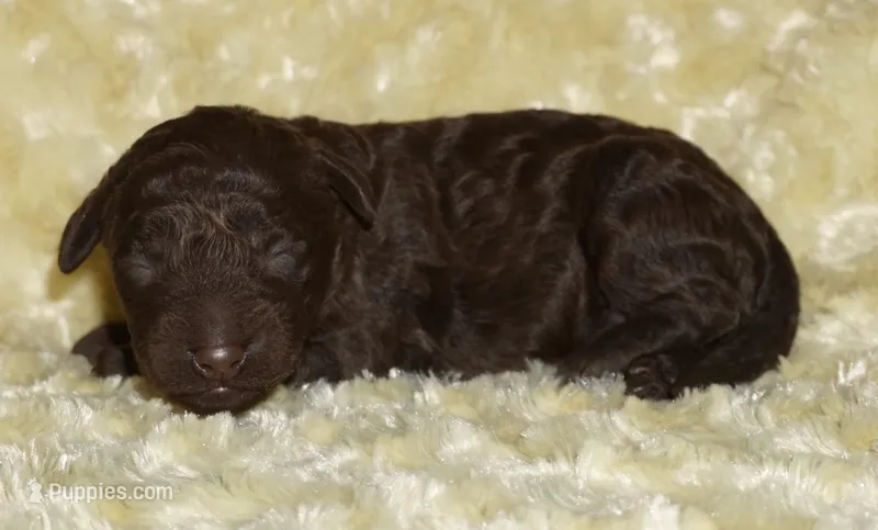 medium multigen chocolate – Labradoodle puppy for sale in La Habra, CA