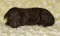 medium multigen chocolate, a female Labradoodle for sale in La Habra, CA – 1 of 1