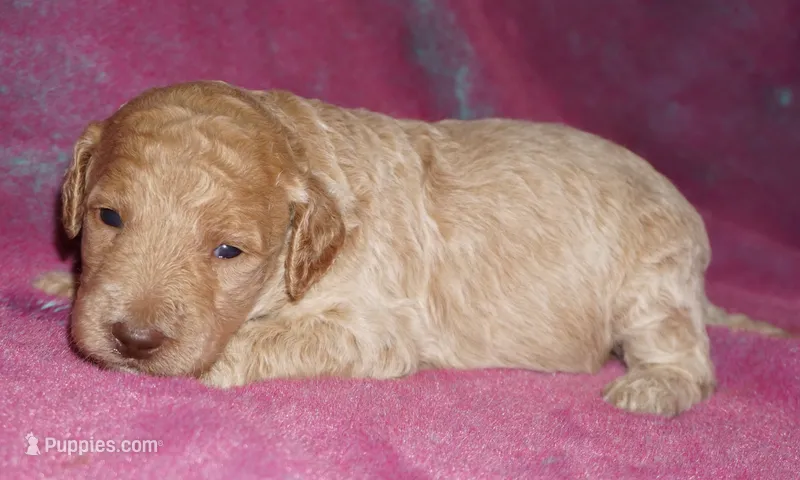 medium multigen apricot – Labradoodle puppy for sale in La Habra, CA
