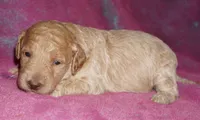 SALE-medium multigen apricot, a female Labradoodle for sale in La Habra, CA – 4 of 7