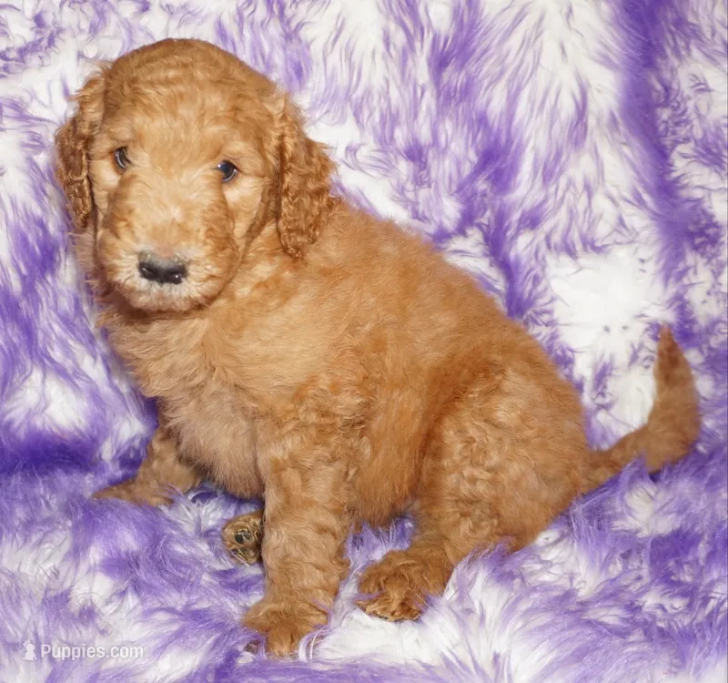 SALE red girl 1 – Labradoodle puppy for sale in La Habra, CA