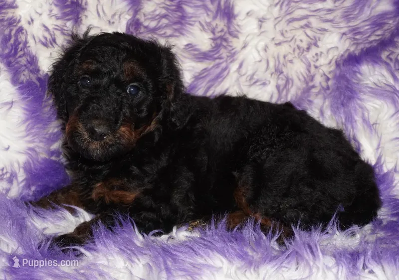 SALE-phantom – Labradoodle puppy for sale in La Habra, CA