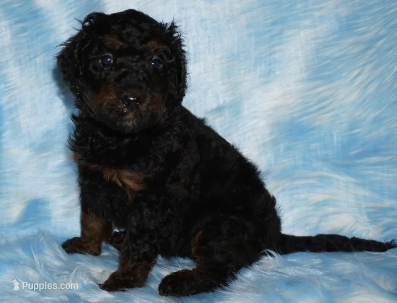 phantom – Labradoodle puppy for sale in La Habra, CA