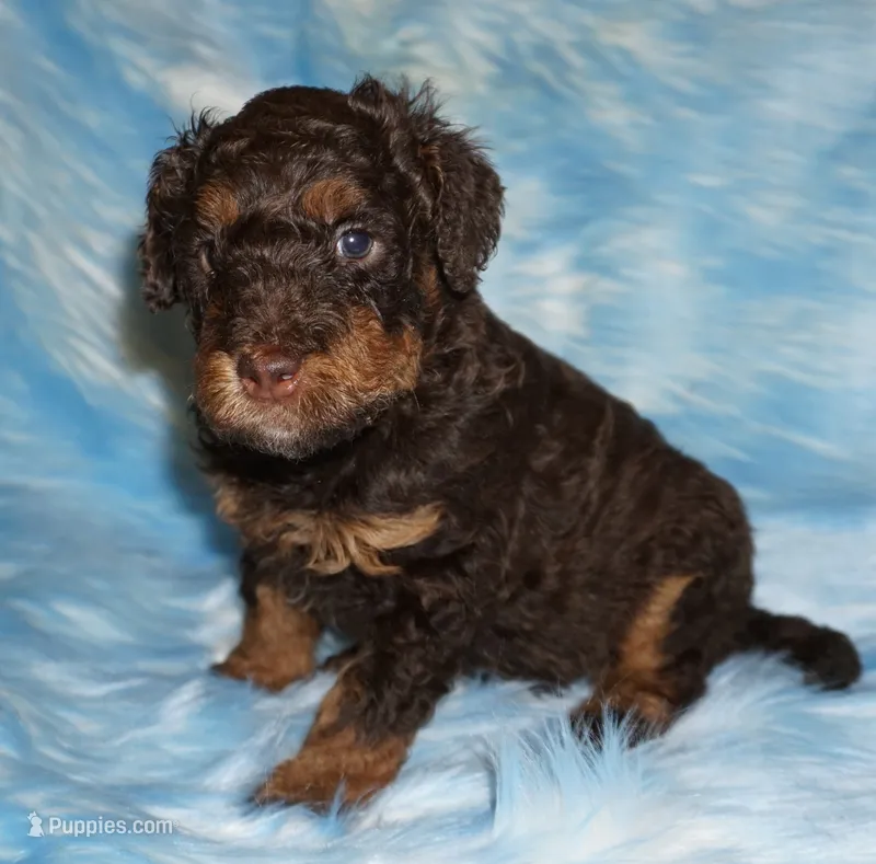 medium multigen choc phan 2 – Labradoodle puppy for sale in La Habra, CA
