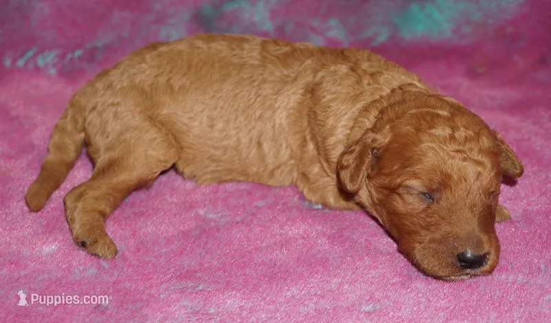 red girl 2 – Labradoodle puppy for sale in La Habra, CA