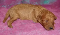 SALE red girl 2, a female Labradoodle for sale in La Habra, CA – 3 of 4