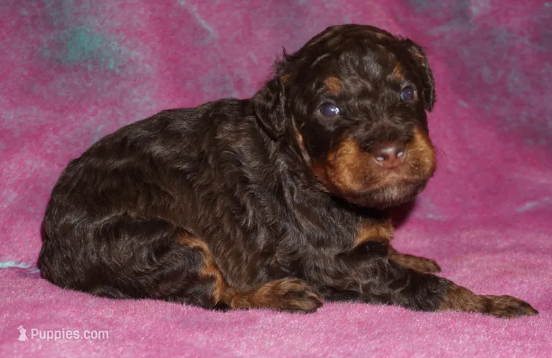 medium multigen choc phan 2 – Labradoodle puppy for sale in La Habra, CA