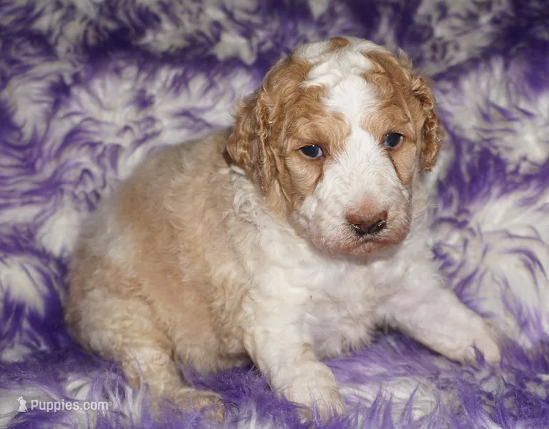 parti medium size – Labradoodle puppy for sale in La Habra, CA