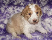 SALE parti medium size, a female Labradoodle for sale in La Habra, CA – 2 of 5