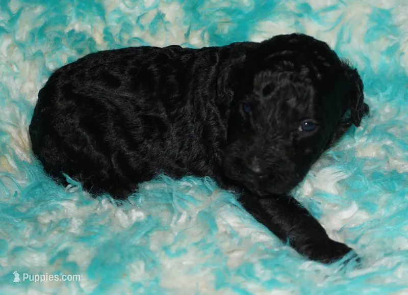 black girl – Labradoodle puppy for sale in La Habra, CA