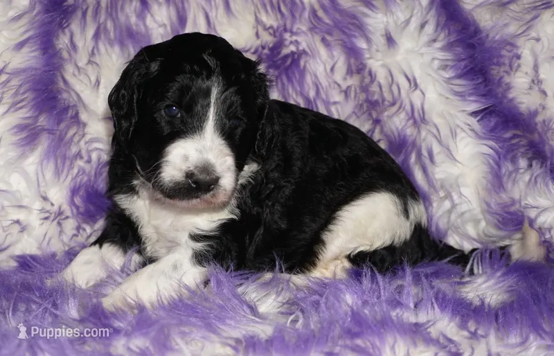 black parti girl – Labradoodle puppy for sale in La Habra, CA