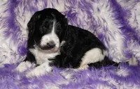 SALE black parti girl, a female Labradoodle for sale in La Habra, CA – 2 of 5