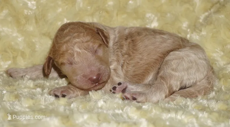 Medium multigen apricot 1 – Labradoodle puppy for sale in La Habra, CA