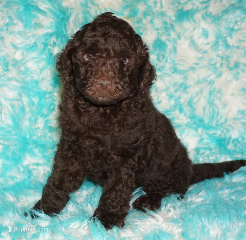 SALE brown – Labradoodle puppy for sale in La Habra, CA
