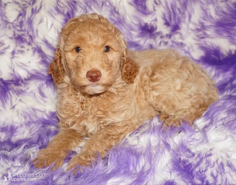 SALE-medium multigen apricot – Labradoodle puppy for sale in La Habra, CA