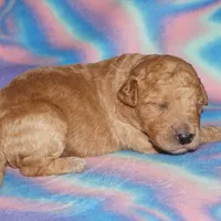 apricot 2, a female Labradoodle for sale in La Habra, CA – Photo 4 of 8