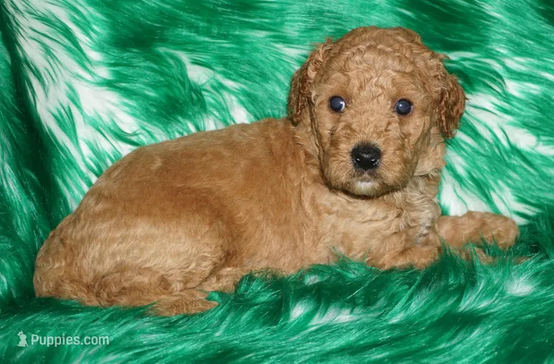 apricot 2 – Labradoodle puppy for sale in La Habra, CA
