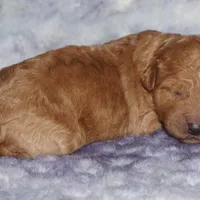 apricot 2, a female Labradoodle for sale in La Habra, CA – Photo 5 of 8