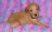 apricot 2, a female Labradoodle for sale in La Habra, CA – Photo 2 of 8