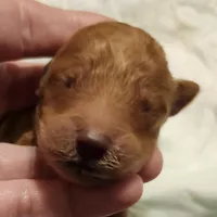 apricot 2, a female Labradoodle for sale in La Habra, CA – Photo 6 of 8