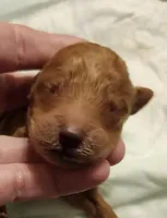 red 2, a female Labradoodle for sale in La Habra, CA – Photo 2 of 3