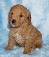 apricot 2, a female Labradoodle for sale in La Habra, CA – Photo 8 of 8