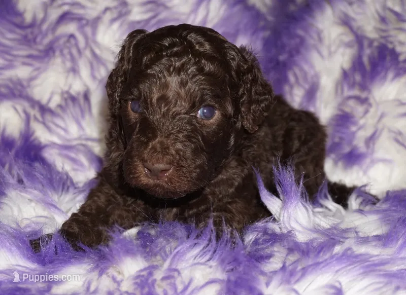 brown – Labradoodle puppy for sale in La Habra, CA