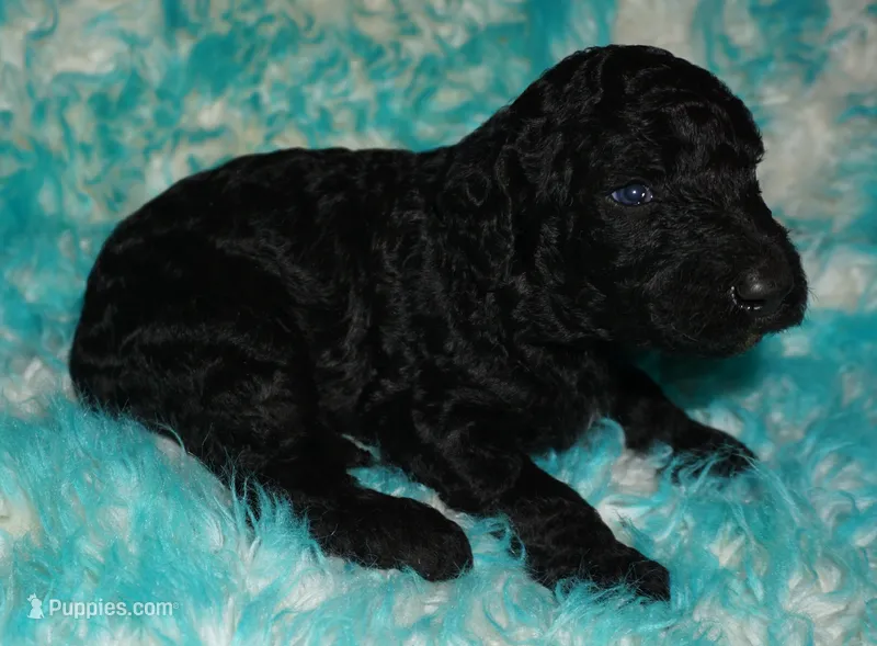 black boy – Labradoodle puppy for sale in La Habra, CA