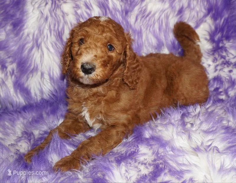 red tuxedo  girl – Labradoodle puppy for sale in La Habra, CA