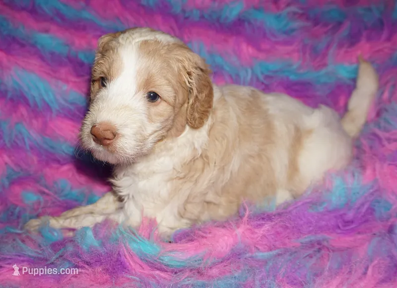 SALE parti girl – Labradoodle puppy for sale in La Habra, CA