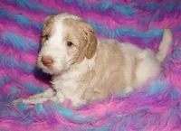 SALE parti girl, a female Labradoodle for sale in La Habra, CA – 1 of 5