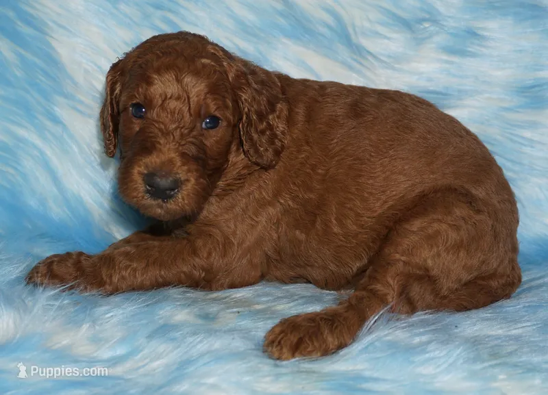 red girl 3 – Labradoodle puppy for sale in La Habra, CA