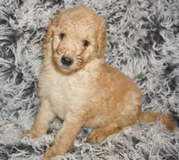 SALE-apricot boy, a male Labradoodle for sale in La Habra, CA – 6 of 6