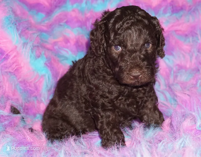 SALE brown – Labradoodle puppy for sale in La Habra, CA