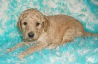 processed/4434b3f3-4a36-4f2e-903b-aea44c2f2ae7/listing/821ed675-1432-4bf6-b58f-756e5b56584e/2ae3ea33-df2c-49ce-9585-de3d61a4d248